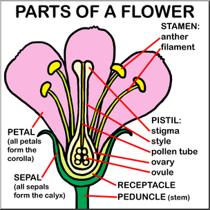 Clip Art: Flower Parts Color Labeled