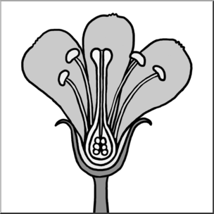 Clip Art: Flower Parts Grayscale Unlabeled