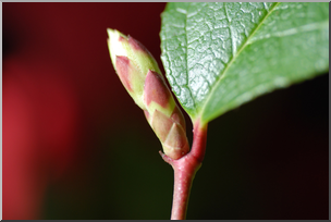 Photo: Flower Bud 01a HiRes