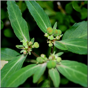 Photo: Flower Buds 01 HiRes