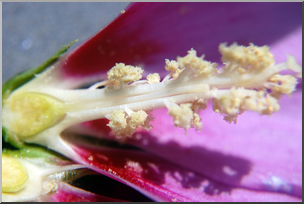 Photo: Flower Cross Section 02 HiRes