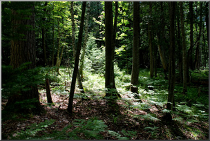 Photo: Forest 01 LowRes