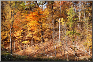 Photo: Forest 05a LowiRes