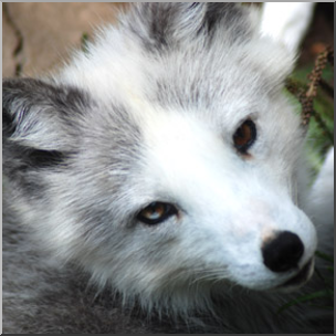 Photo: Arctic Fox 01b LowRes