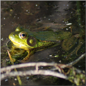 Photo: Frog 03b HiRes