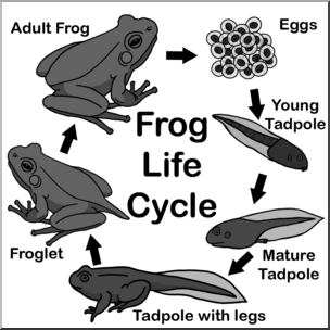 Clip Art: Frog Life Cycle Grayscale