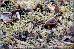 Photo: Frost on Grass 01 HiRes