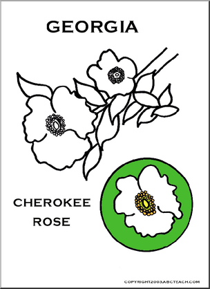 Georgia: State Flower – Cherokee Rose