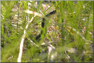 Photo: Garter Snake 02a LowRes