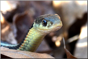 Photo: Garter Snake 01b LowRes
