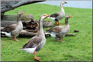Photo: Geese 01a LowRes