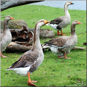 Photo: Geese 01b LowRes