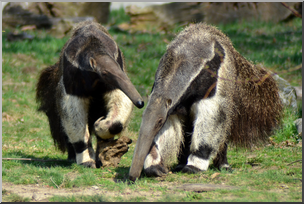 Photo: Giant Anteaters 01 HiRes