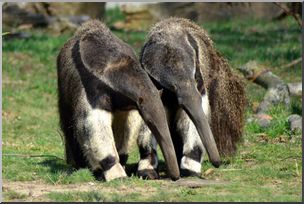 Photo: Giant Anteaters 02a LowRes