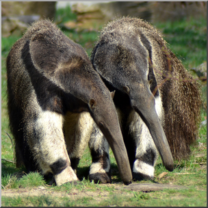 Photo: Giant Anteaters 02b HiRes