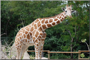 Photo: Giraffe 02a LowRes