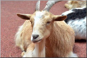 Photo: Goat 01 HiRes