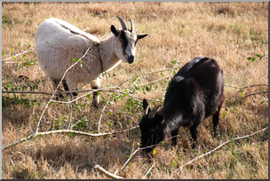 Photo: Goats 01 HiRes