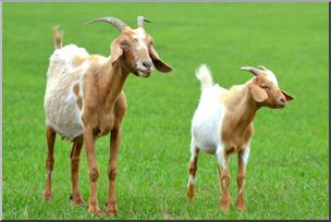 Photo: Goats 02 HiRes