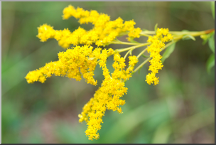 Photo: Goldenrod Flowers 01 HiRes