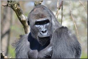 Photo: Gorilla 05 LowRes