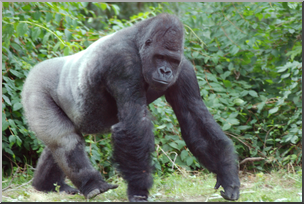 Photo: Gorilla 01a HiRes