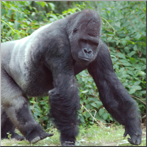 Photo: Gorilla 01b HiRes