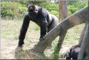 Photo: Gorilla 02 LowRes