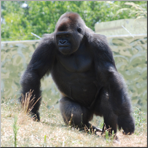 Photo: Gorilla 03b HiRes