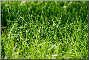 Photo: Grass 01a LowRes