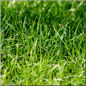 Photo: Grass 01b LowRes