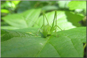 Photo: Grasshopper 01 LowRes