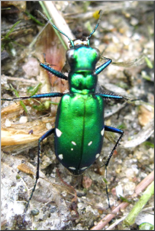Photo: Green Beetle 01 LowRes