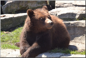 Photo: Bear: Grizzly 02a LowRes