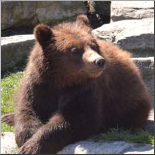 Photo: Bear: Grizzly 02b LowRes