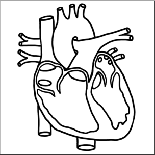 Clip Art: Human Heart Cross Section B&W Blank