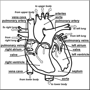 Clip Art: Human Heart Cross Section B&W Labeled