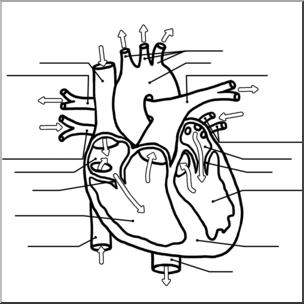 Clip Art: Human Heart Cross Section B&W Unlabeled