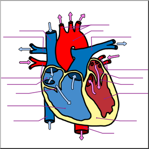 Clip Art: Human Heart Cross Section Color Unlabeled