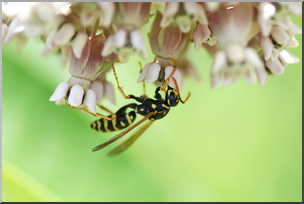 Photo: Hornet and Milkweed 01a HiRes