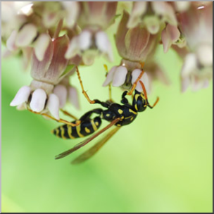 Photo: Hornet and Milkweed 01b LowRes