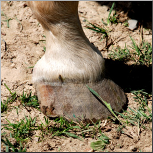 Photo: Horse Hoof 01 LowRes