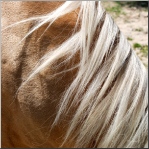 Photo: Horse Mane 01 LowRes