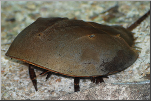 Photo: Horseshoe Crab 01 LowiRes
