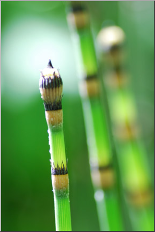 Photo: Horsetails 01 LowRes