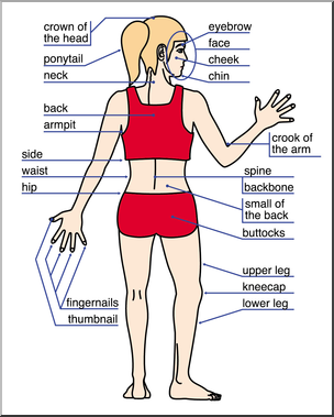 Clip Art: Human Body: Back View Color Labeled