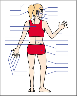 Clip Art: Human Body: Back View Color Unlabeled