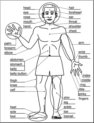 Clip Art: Human Body: Front View B&W Labeled