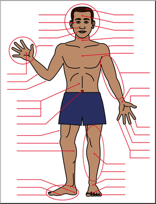 Clip Art: Human Body: Front View Color Unlabeled