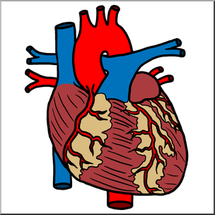 Clip Art: Human Heart Color